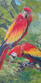 Macaws